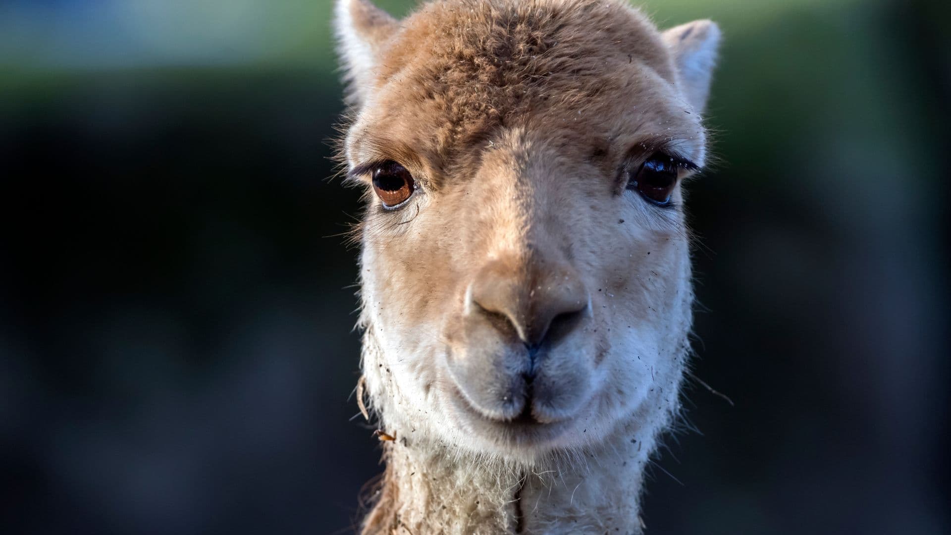 Vicunha, o animal sul-americano com a lã mais cara do mundo