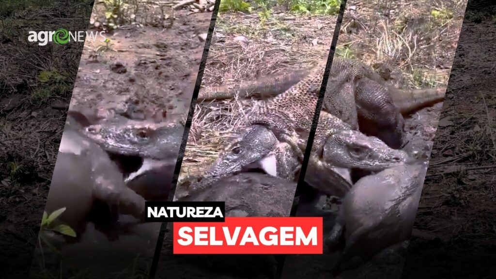Vídeo inédito mostra Dragão de Komodo atacando Javali - agronews