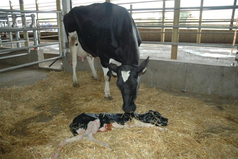 vacas leiteiras Aborto em vacas leiteiras: a importância da investigação das causas para prevenção e saúde animal
