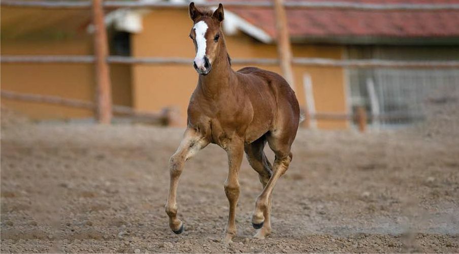 2o Leilao Virtual do Haras MCI e grande oportunidade para