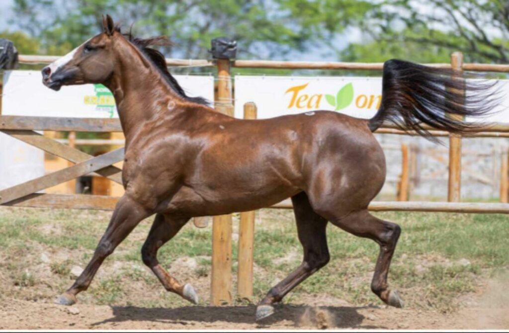 2º Leilão Virtual do Haras MCI é um sucesso de vendas 2 2o leilao virtual do haras mci e um sucesso de vendas