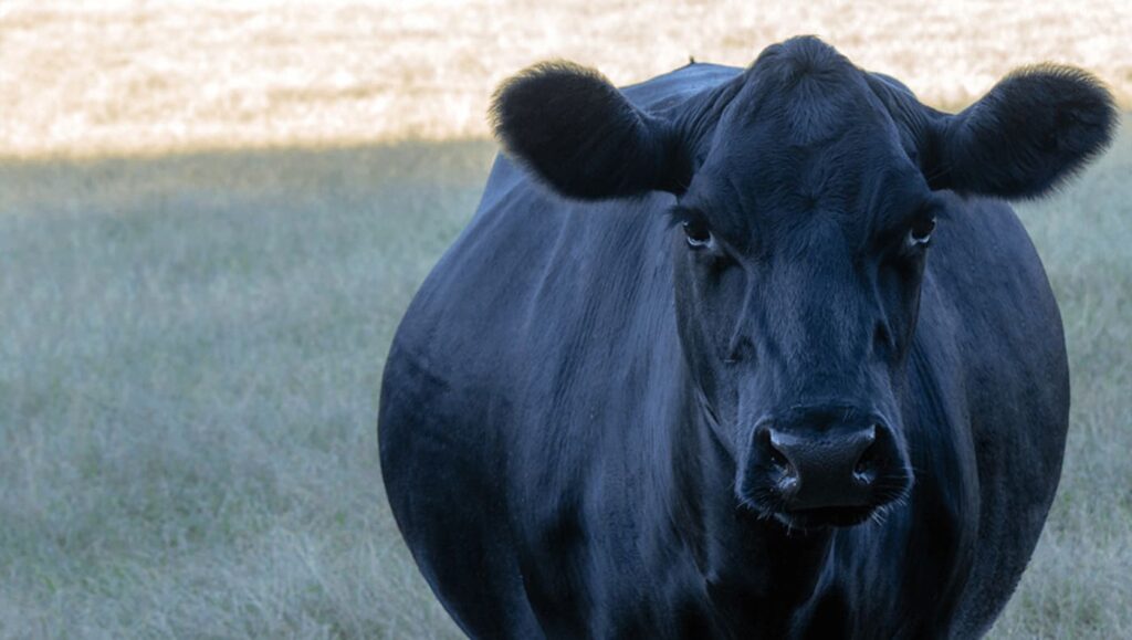 9 dicas para aumentar a taxa de prenhez do rebanho 1