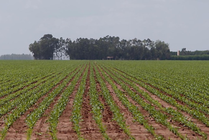 Area do Matopiba e a que mais cresce em plantio