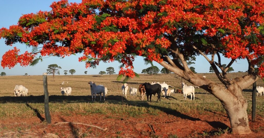 Campanha de atualizacao cadastral de rebanhos no Parana vai ate