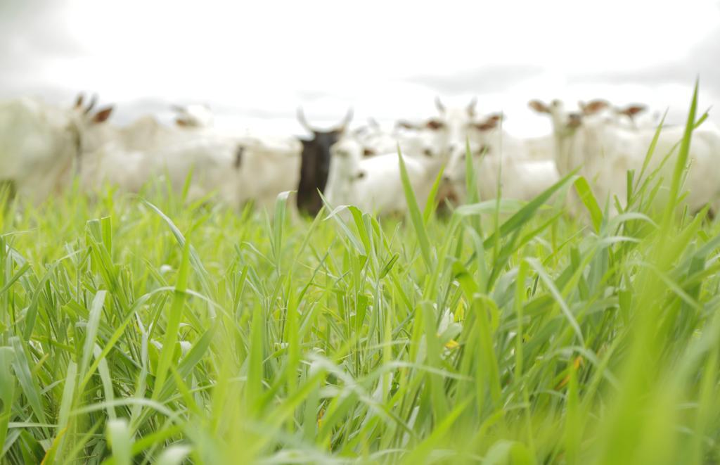 híbrido de Brachiaria, produção de forragem, empresa, Agrishow