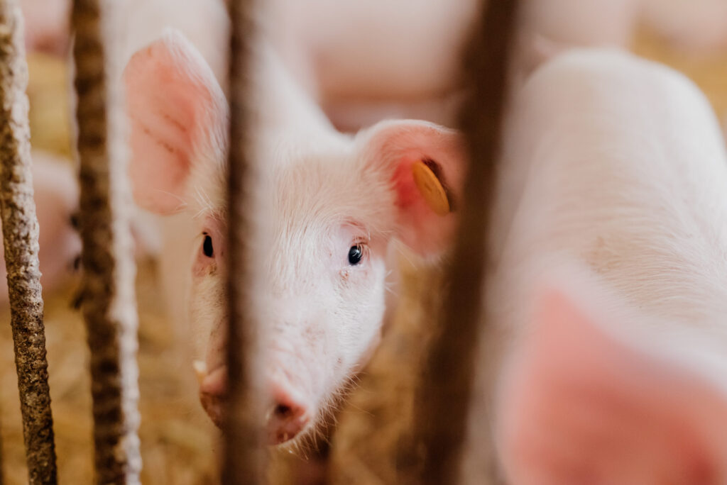 Mesmo com recuo embarque de carne suina e o segundo