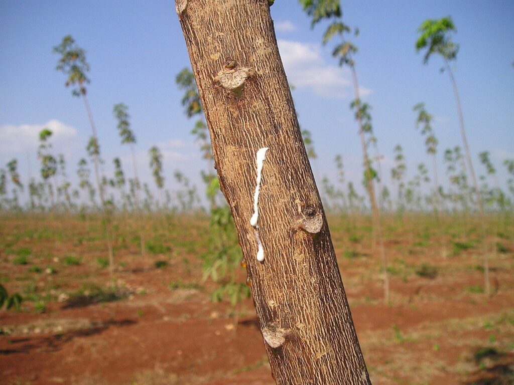 Seringueira para que serve essa planta