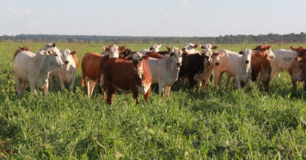 Valor Bruto da Producao Agropecuaria de 2023 e estimado em