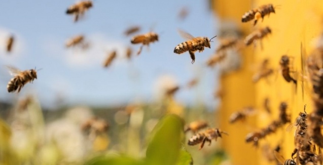 acoes sao realizadas para combater novos casos de mortes de abelhas nos campos do parana