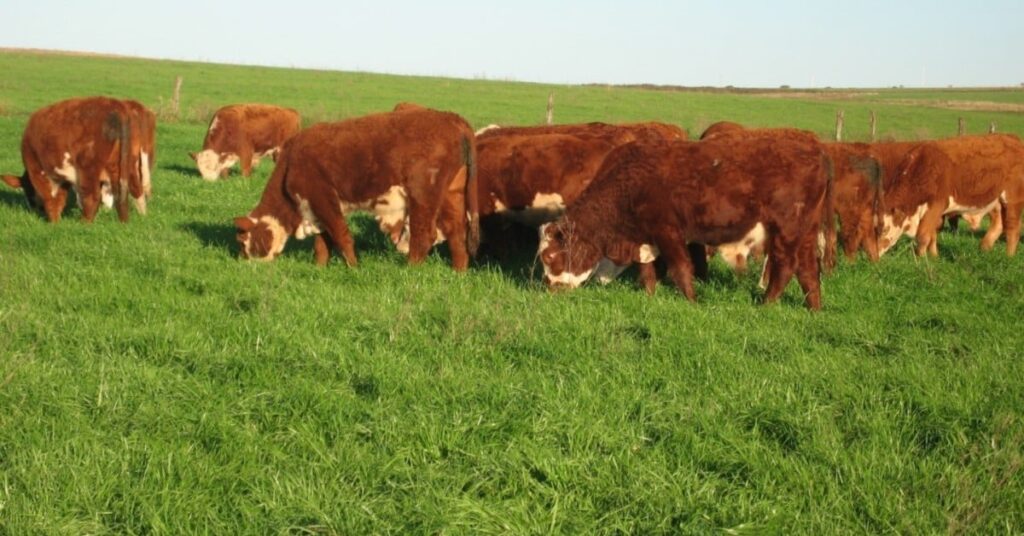 agora e hora de comprar o gado que sera vendido daqui a dois anos alerta especialista portal dbo