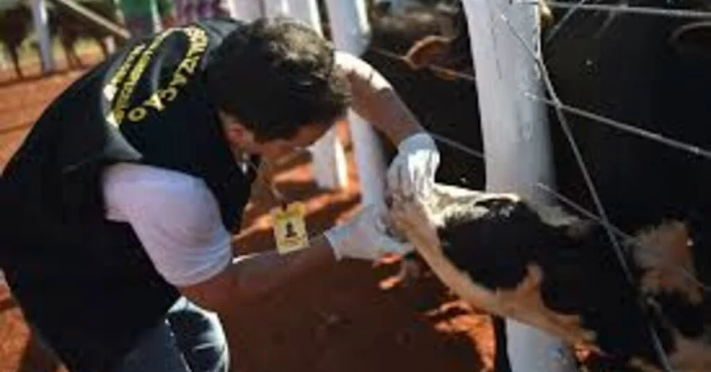 Agricultura cria Plano Plurianual do Sistema de Atenção à Sanidade Agropecuária • Portal DBO 2 agricultura cria plano plurianual do sistema de atencao a sanidade agropecuaria portal dbo