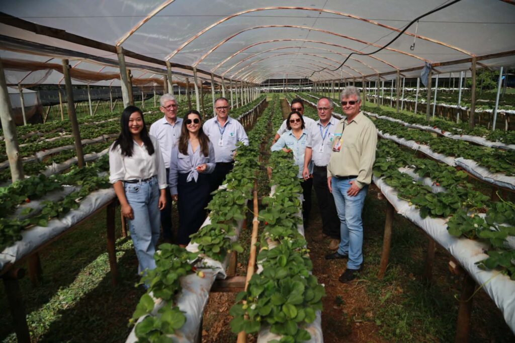 agricultura familiar recebe investimentos na regiao de maringa 1
