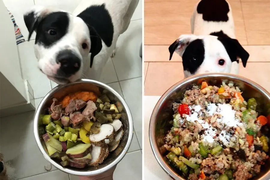 alimentacao natural traz beneficios para o seu pet mas tambem exige cuidados