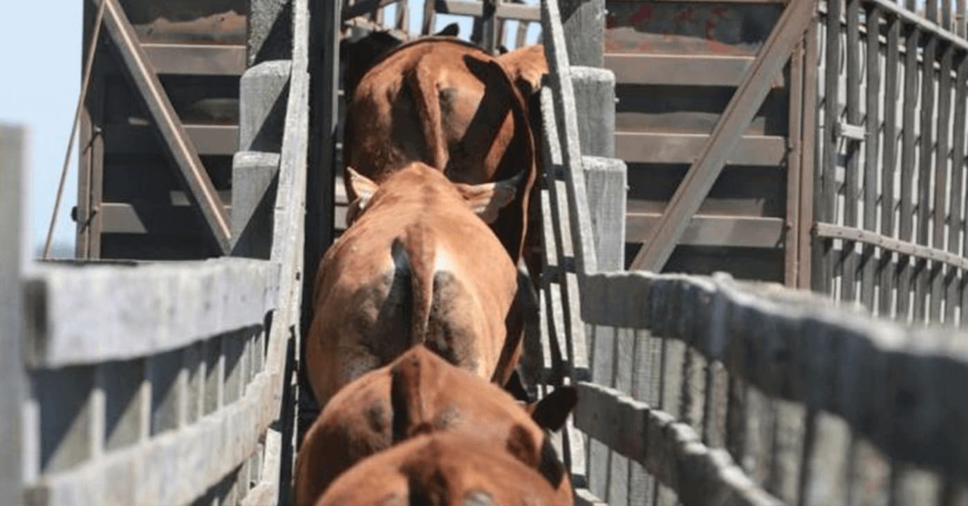 Após encher o caminhão de boiadas, frigoríficos tiram o pé das compras e arroba se estabiliza 1 Após encher o caminhão de boiadas, frigoríficos tiram o pé das compras e arroba se estabiliza
