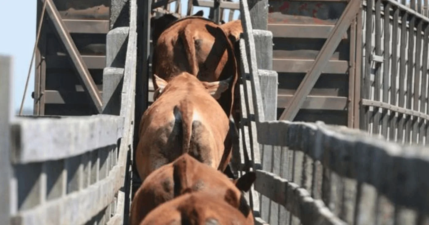 apos encher o caminhao de boiadas frigorificos tiram o pe das compras e arroba se estabiliza