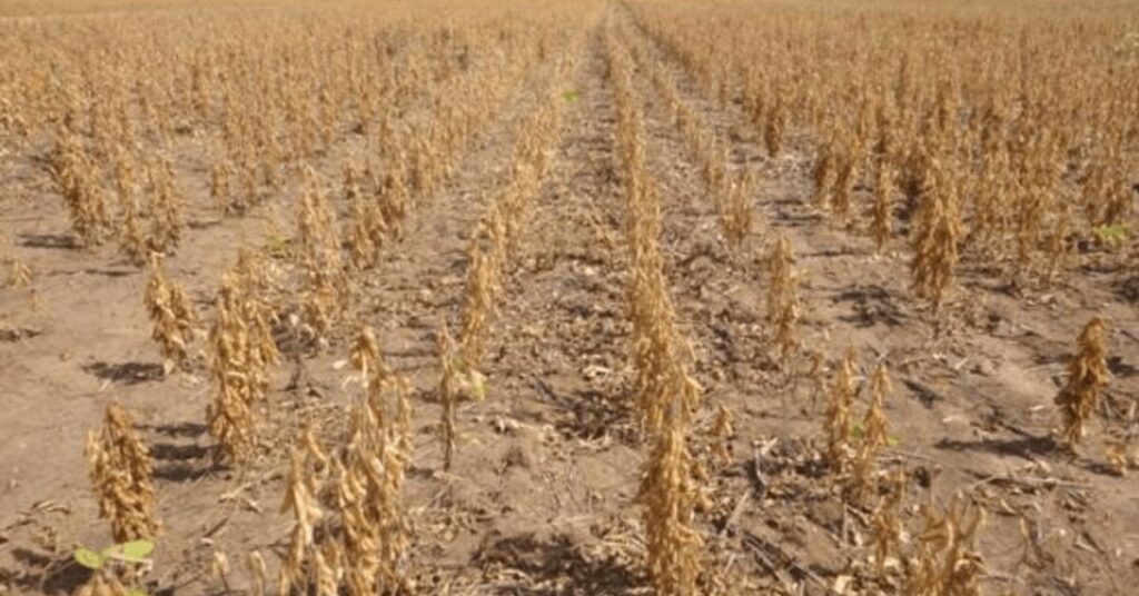 aprosoja brasil pede medidas do governo para socorrer produtores com dificuldade portal dbo