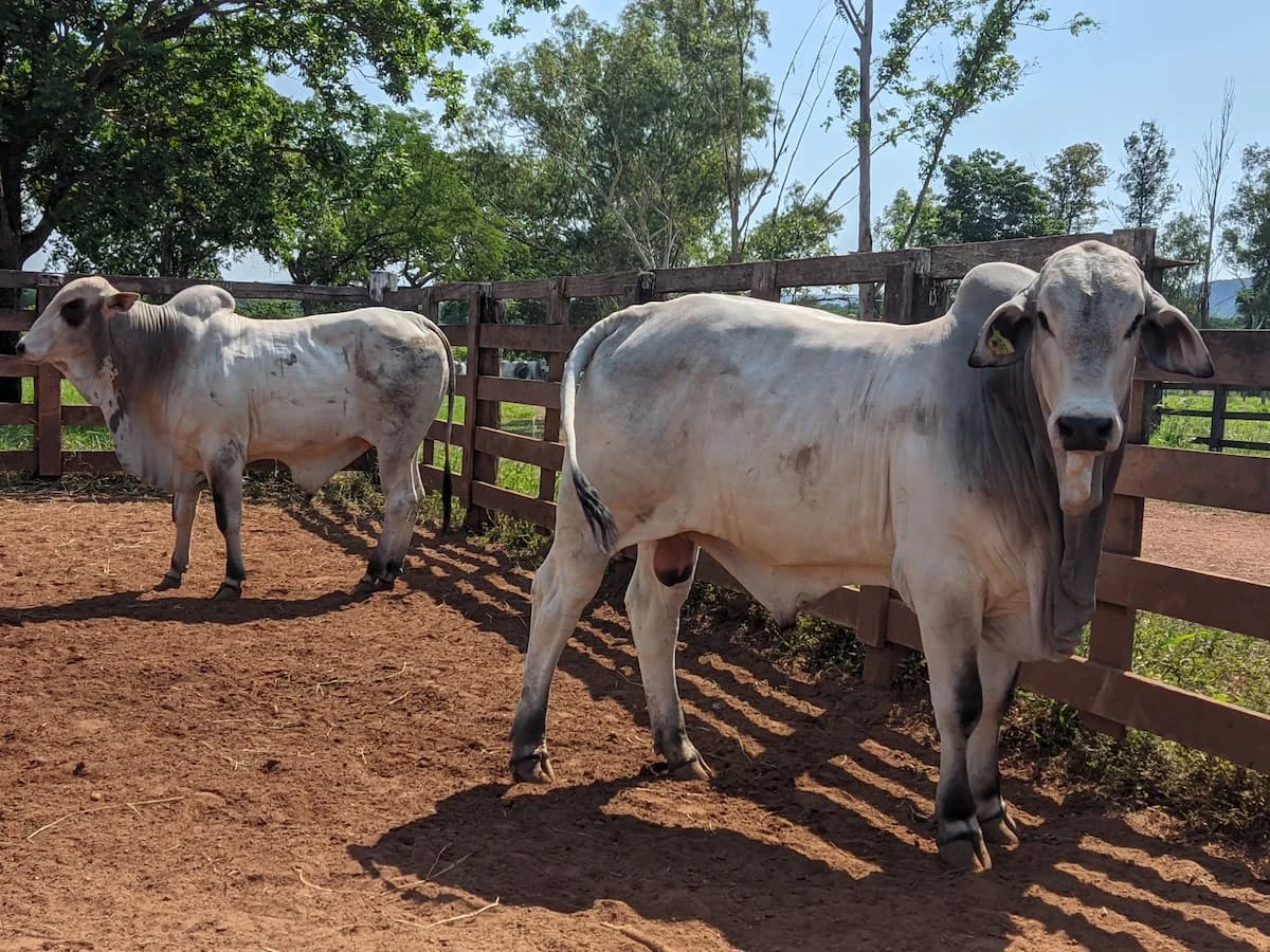 Arroba do boi registrou ajuste positivo, confira! 5 boi