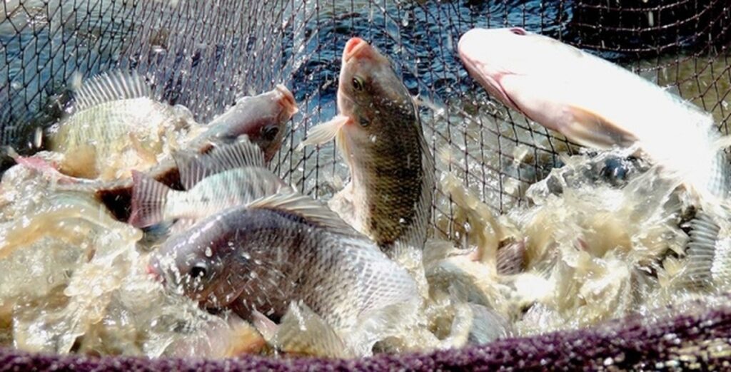 aumento na procura faz preco da tilapia continuar subindo 1