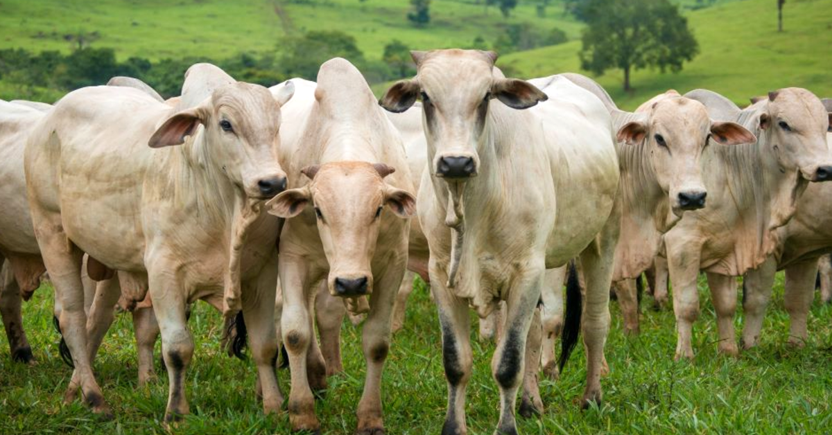 autorizados r 664 milhoes em financiamentos do fco rural em goias portal dbo