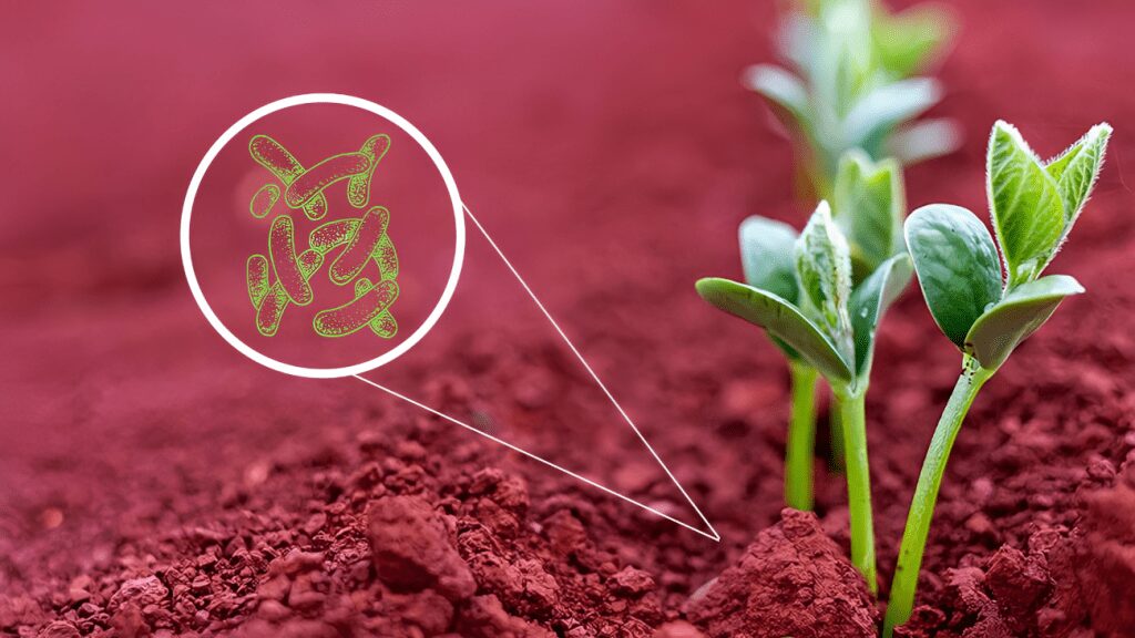 bioinsumo da embrapa para combater estresse hidrico nas plantas sera apresentado em feira