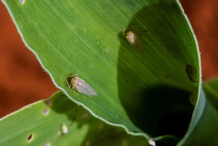 Bioinsumos são grandes aliados para o controle da cigarrinha do milho no País 10 bioinsumos sao grandes aliados para o controle da cigarrinha do milho no pais