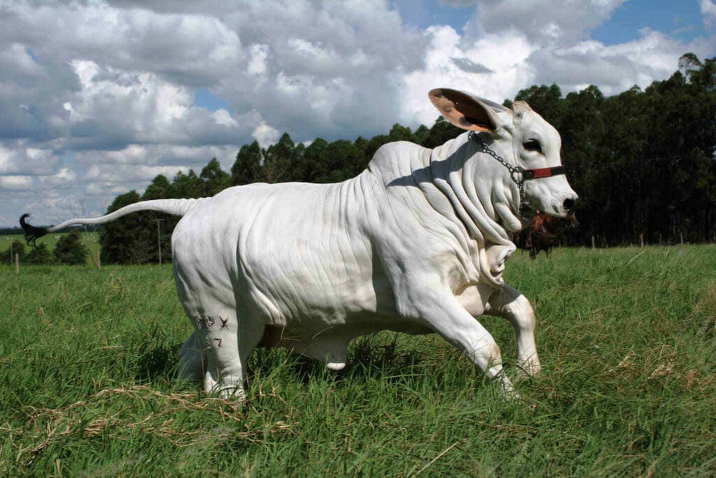 brahman o gado bem adaptado 1
