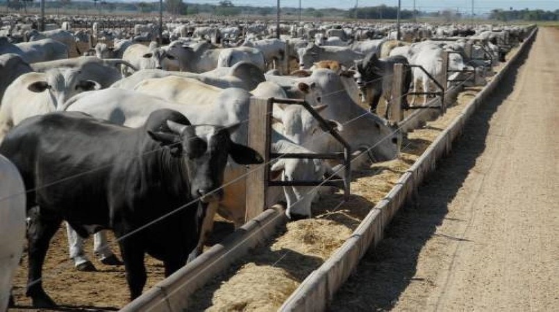 brasil ja pode exportar aditivos de alimentacao de bovinos para a argentina