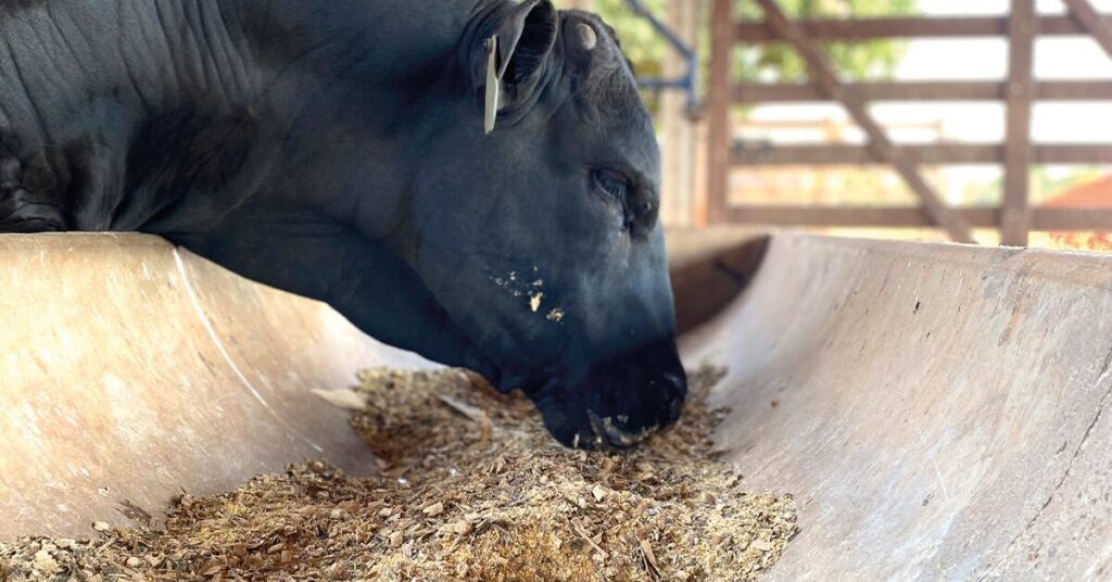 Brasil poderá exportar aditivos de alimentação de bovinos para a Argentina • Portal DBO 2 brasil podera exportar aditivos de alimentacao de bovinos para a argentina portal dbo