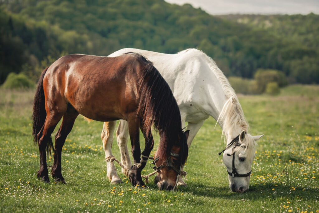 Cavalos incríveis, fascinantes e suas curiosidades 2 cavalos incriveis fascinantes e suas curiosidades 1
