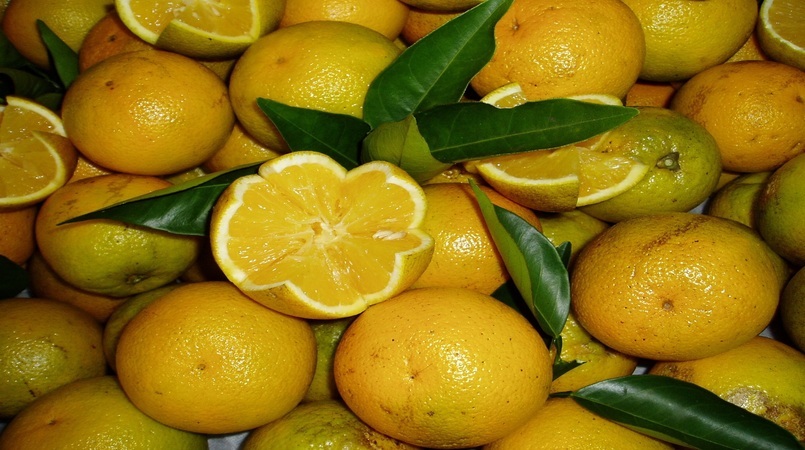 cepea preve aquecimento na demanda por citros em julho 2