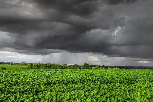 chegada do el nino como fica o clima para a agricultura 1
