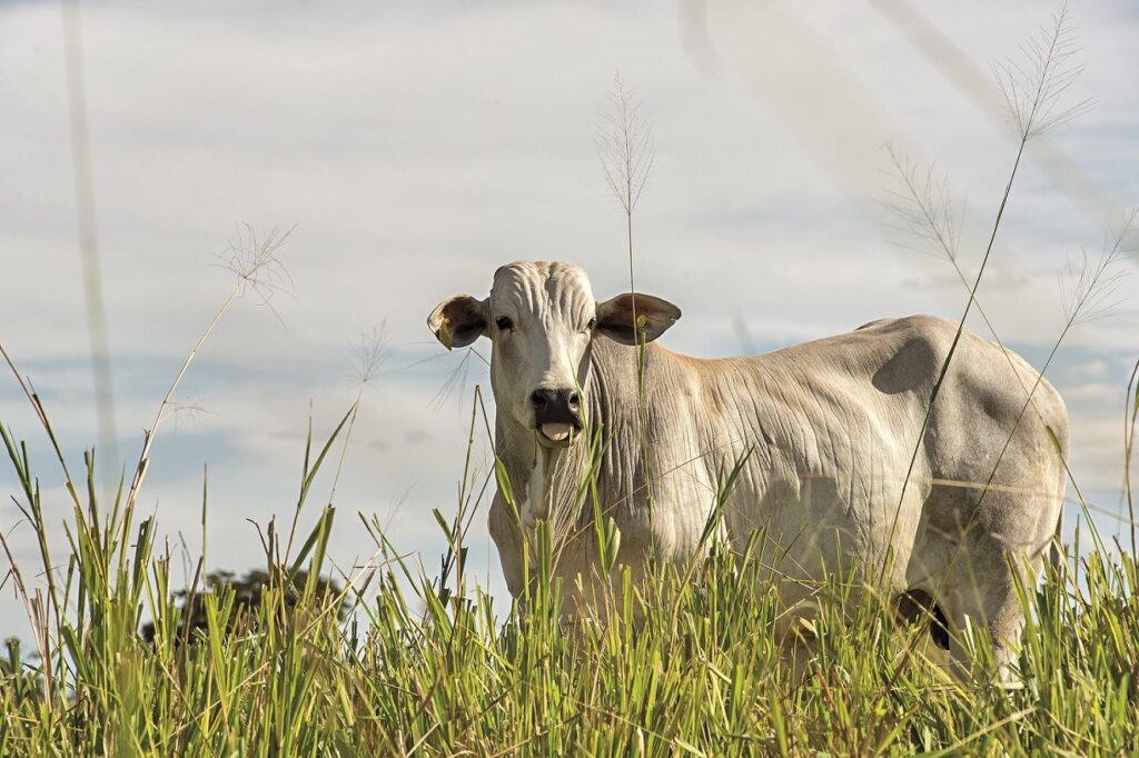 Preços caem 14% na parcial de maio, com retomada acelerada das exportações pós-embargo – Money Times 2 china faminta churrasco das maes 13o fgts e dolar derrubando a boiada veja o que mexe no mercado money times 2