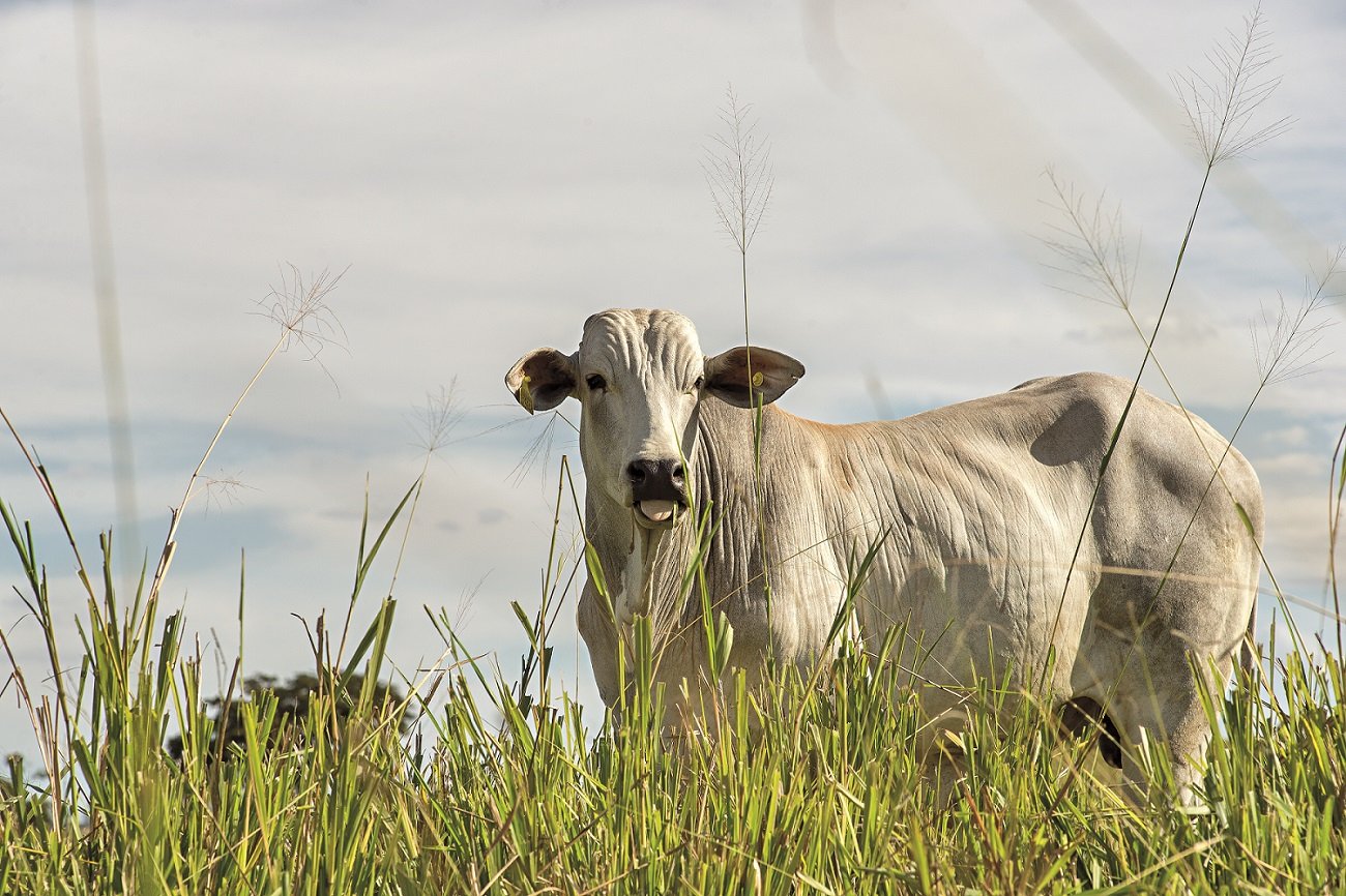 china faminta churrasco das maes 13o fgts e dolar derrubando a boiada veja o que mexe no mercado money times 2