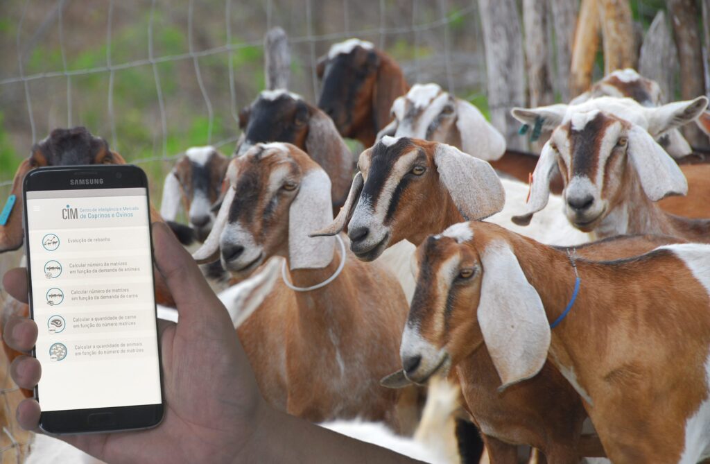 Ciência abre novas oportunidades na produção de espécies 2 ovinos e caprinos