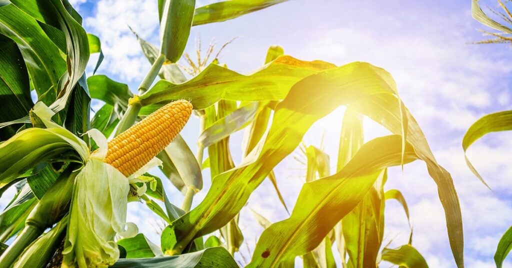 clima benefico mantem expectativas positivas no brasil