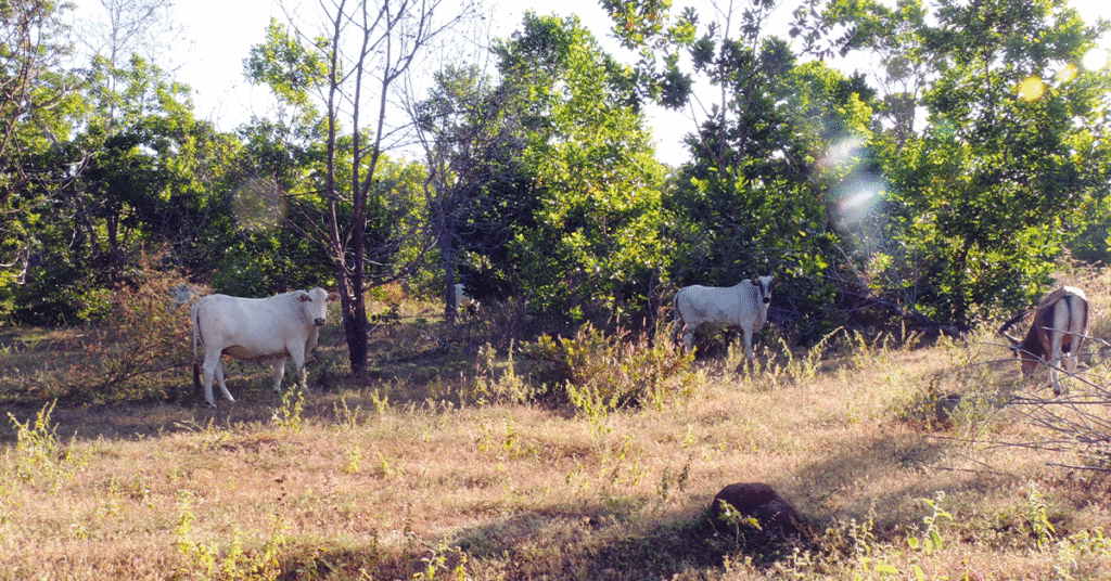 coalizao critica mudancas na governanca do car e na gestao de recursos hidricos portal dbo
