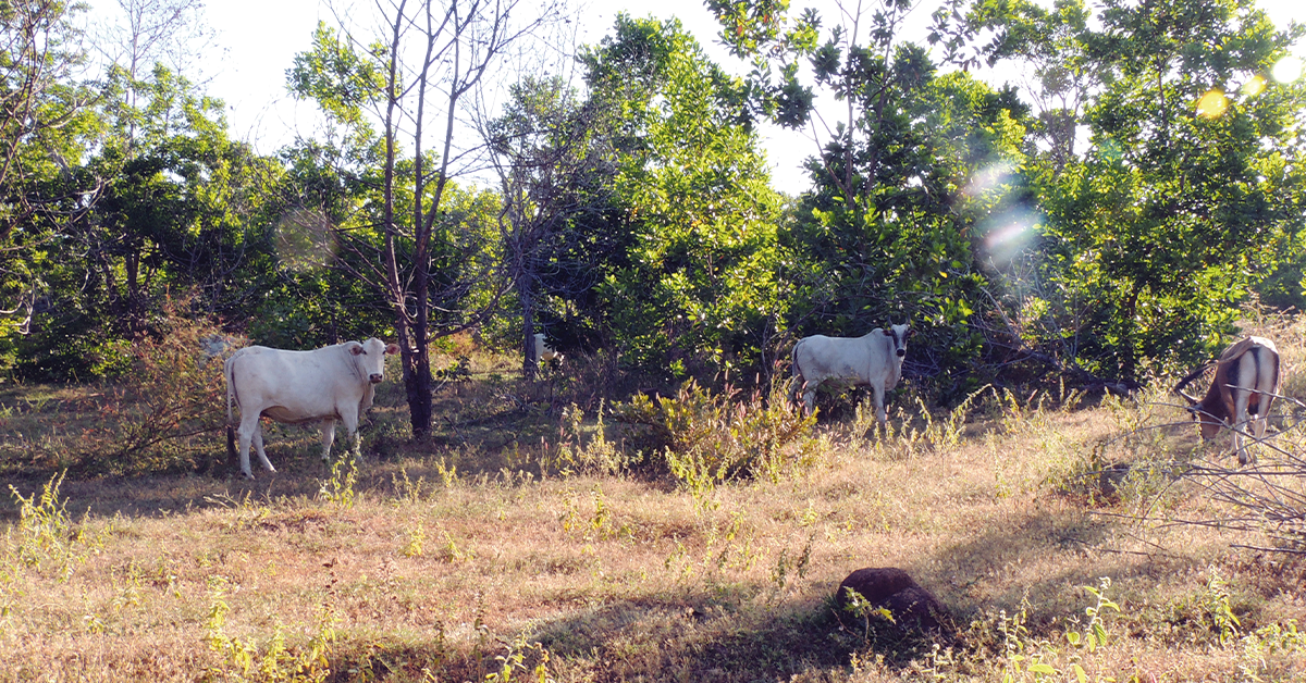 coalizao critica mudancas na governanca do car e na gestao de recursos hidricos portal dbo