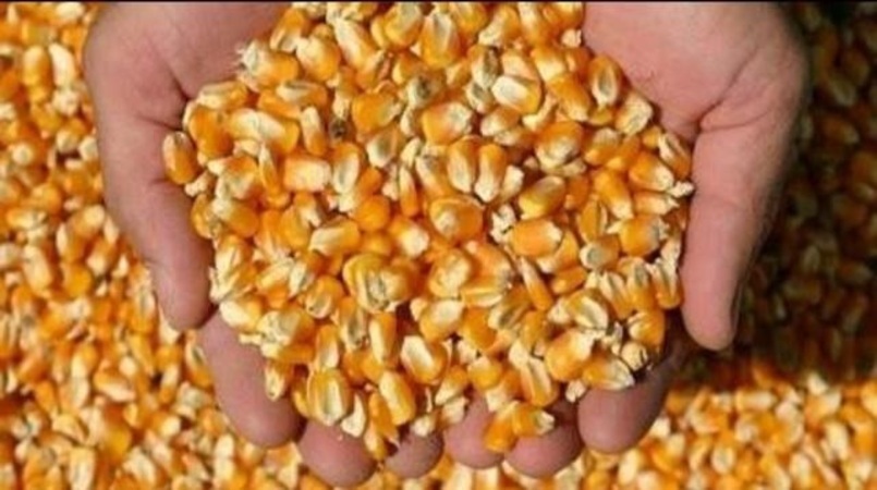 colheita de milho comeca em meio a preocupacoes com armazenamento 1