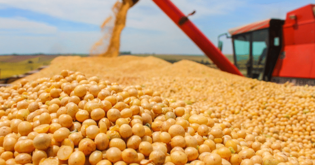 colheita de soja alcanca 972 da area em 2022 23 diz conab portal dbo