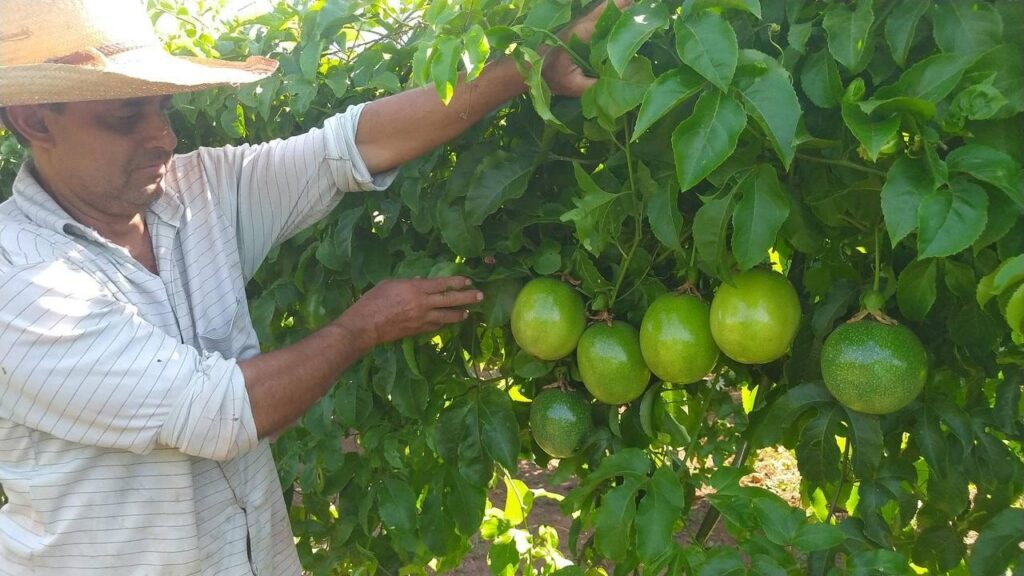 com assistencia correta agricultor triplica resultados na producao de maracuja 1