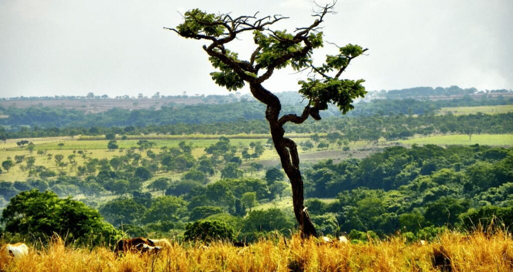 como o mercado pode ser a nova revolucao do cerrado no seculo xxi