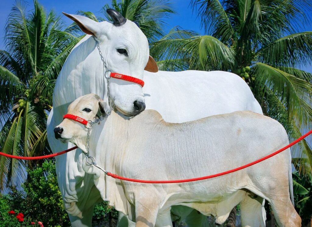 como prosperar na pecuaria boi saude 1