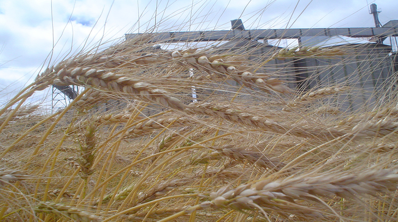 conab divulga novos precos minimos do trigo 1