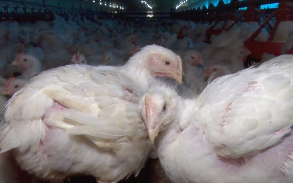 gripe avi&aacute;ria,