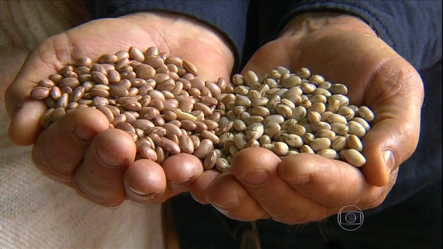 confira como esta a comercializacao da segunda safra do feijao 1