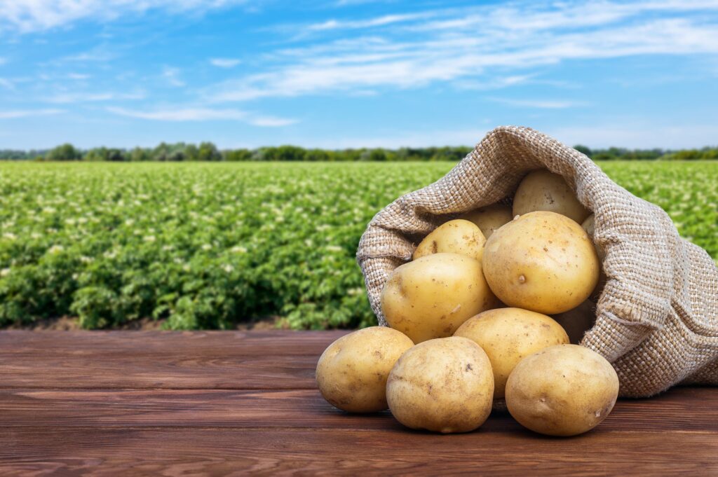 conheca as principais variedades de batata e suas caracteristicas 1