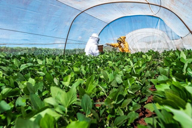 convivencia entre apicultura e sojicultura e tema de workshop em maringa