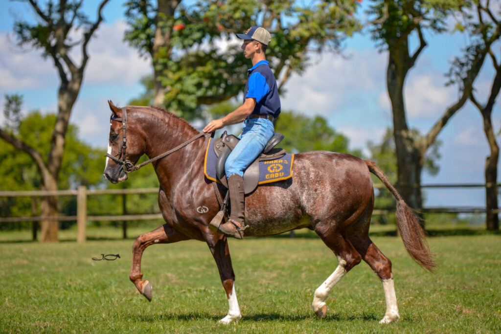 copa de marcha mangalarga venda do chico sera realizada em tres coracoes mg