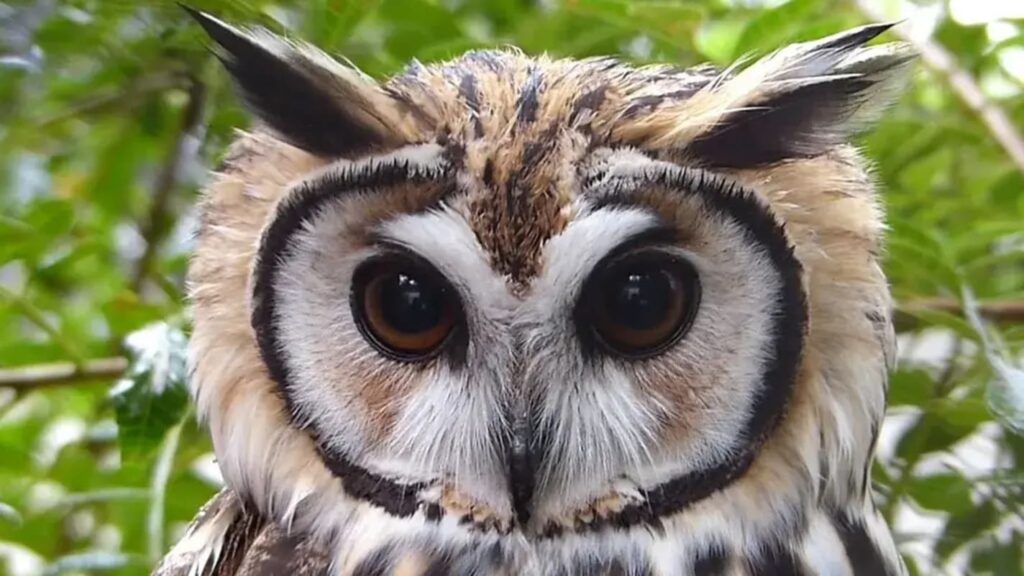 coruja orelhuda e resgatada por tecnicos do iat no municipio de pitanga