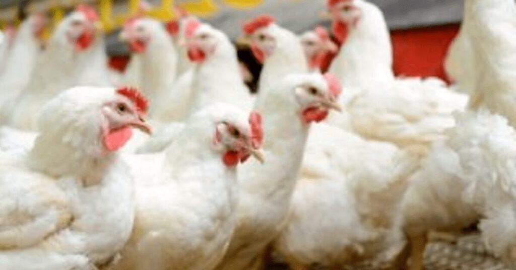 demanda pela carne se aquece, e preços sobem • Portal DBO 2 demanda pela carne se aquece e precos sobem portal dbo